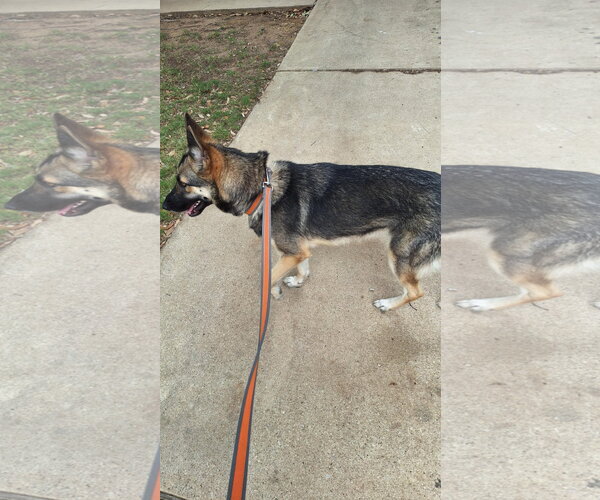 Medium Photo #1 German Shepherd Dog Puppy For Sale in Roanoke, TX, USA