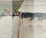 Small German Shepherd Dog