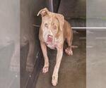 Small Photo #2 Mutt Puppy For Sale in San Bernardino, CA, USA