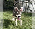 Small #5 Mutt