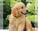 Small #1 Golden Retriever