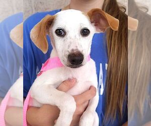 Jack Russell Terrier-Unknown Mix Dogs for adoption in Carrollton, TX, USA
