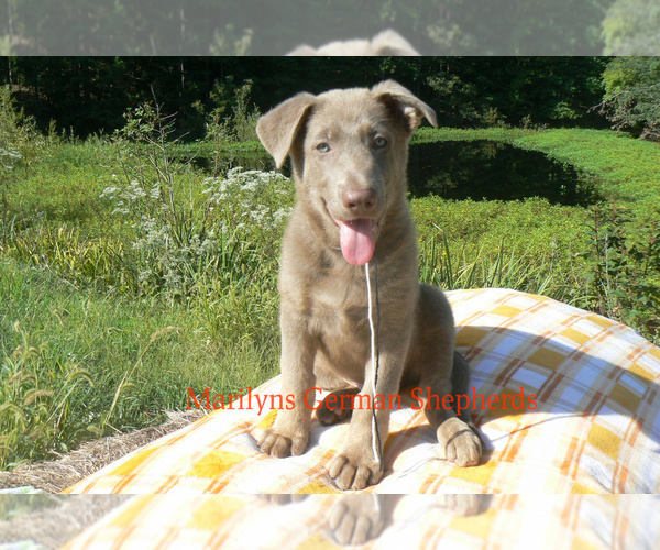 Medium Photo #2 German Shepherd Dog Puppy For Sale in PIEDMONT, MO, USA