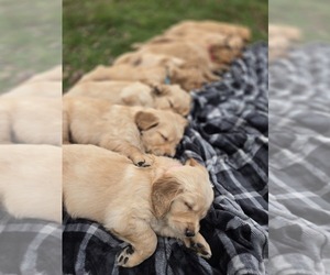 Golden Retriever Puppy for sale in HARRAH, OK, USA