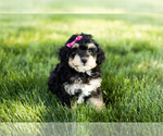 Small Photo #2 Bernedoodle-Poodle (Miniature) Mix Puppy For Sale in SHIPSHEWANA, IN, USA