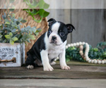 Small Photo #12 Boston Terrier Puppy For Sale in MILLERSBURG, OH, USA