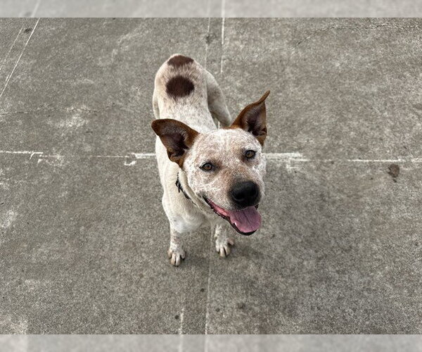 Medium Photo #1 Mutt Puppy For Sale in McKinleyville, CA, USA