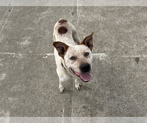 Mutt Dogs for adoption in McKinleyville, CA, USA