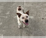 BEETLE - Male Mutt Dog for Adoption - Small photo