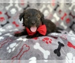 Small #1 Aussiedoodle Miniature 
