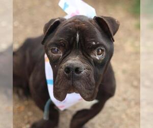 Bulldog-Unknown Mix Dogs for adoption in San Antonio, TX, USA