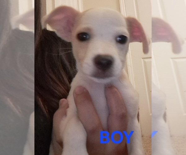 Medium Photo #1 Chiweenie-Shih Tzu Mix Puppy For Sale in WARWICK, RI, USA