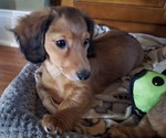 Puppy Creamy Dachshund