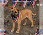 Small #3 Mutt
