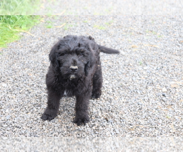 Medium Photo #2 Labradoodle Puppy For Sale in SHILOH, OH, USA