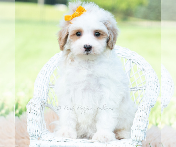 Medium Photo #5 Maltipoo (Toy) Puppy For Sale in WARSAW, IN, USA
