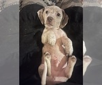 Puppy Dapple boy Dachshund