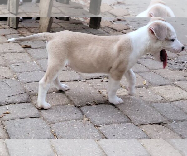 Medium Photo #9 Sheprador Puppy For Sale in Spring, TX, USA
