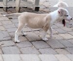 Small Photo #9 Sheprador Puppy For Sale in Spring, TX, USA