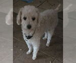 Small #2 Poodle (Toy)