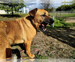 Small Black Mouth Cur Mix