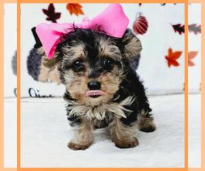 YorkiePoo Puppy for sale in TAYLOR, TX, USA