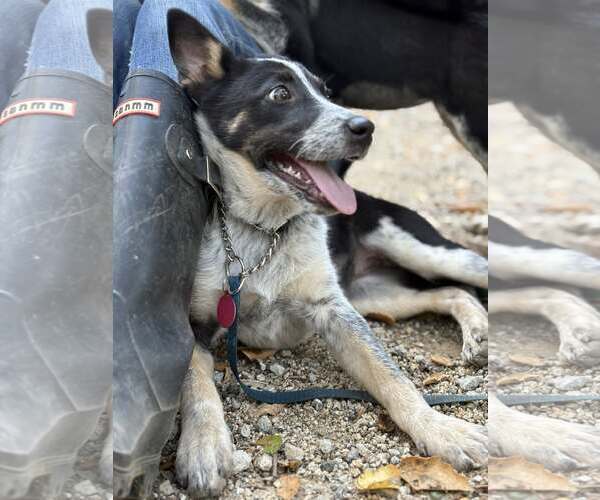 Medium Photo #4 Mutt Puppy For Sale in Paso Robles, CA, USA