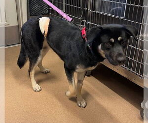 German Shepherd Dog-Unknown Mix Dogs for adoption in Norco, CA, USA
