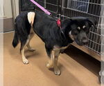 Small German Shepherd Dog Mix