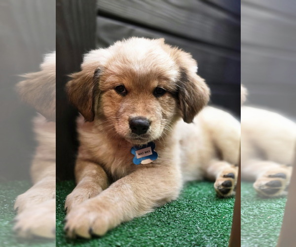 Medium Photo #1 Great Pyrenees-Unknown Mix Puppy For Sale in Minneapolis, MN, USA