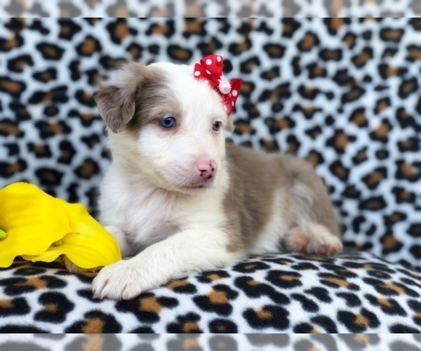 Medium Photo #11 Australian Shepherd Puppy For Sale in LAKELAND, FL, USA