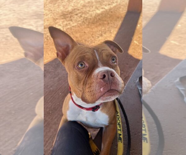 Medium Photo #1 Boston Terrier-Boxer Mix Puppy For Sale in phoenix, AZ, USA