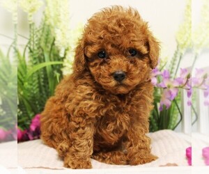 Poodle (Toy) Puppy for Sale in COATESVILLE, Pennsylvania USA