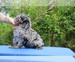 Small #8 Poodle (Toy)