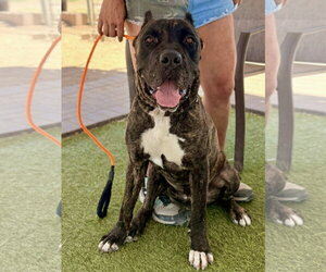 Mutt Dogs for adoption in Goodyear, AZ, USA