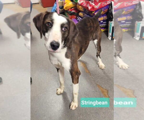 Medium Photo #3 Pointer-Unknown Mix Puppy For Sale in Richmond, IN, USA
