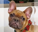 Small Photo #4 French Bulldog Puppy For Sale in OTTAWA LAKE, MI, USA
