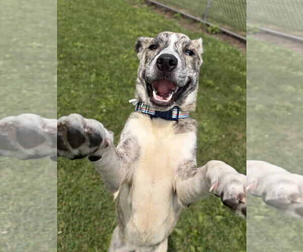 Medium Photo #3 Mutt Puppy For Sale in Jefferson, WI, USA