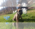 Small #26 Mastiff