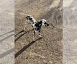 Small Photo #1 Dalmatian Puppy For Sale in TUCSON, AZ, USA