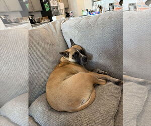 Mackey - Female American Pit Bull Terrier-Unknown Mix Dog for Adoption - Photo #4