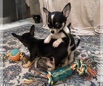 Baby Girl - Female Chihuahua Puppy for Sale - Photo #16