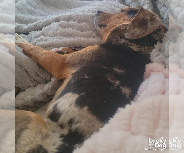 Medium Photo #5 Beagle-Catahoula Leopard Dog Mix Puppy For Sale in Washington, DC, USA