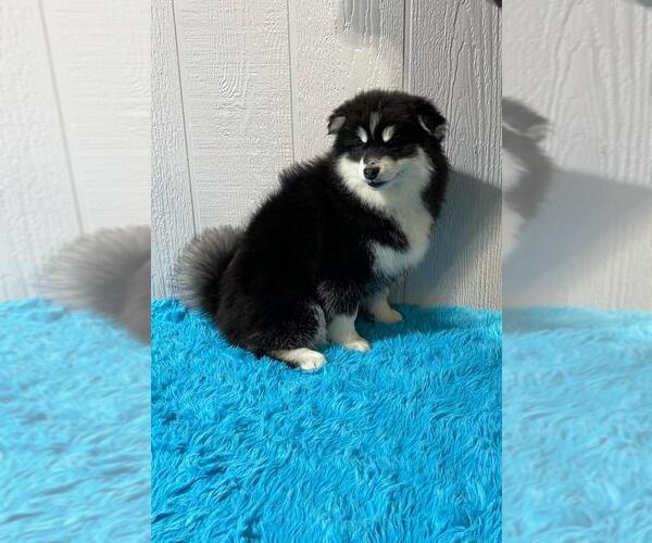 Medium Photo #14 Pomsky Puppy For Sale in BELLEVUE, IA, USA