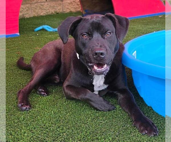 Medium Photo #25 Labrador Retriever-Unknown Mix Puppy For Sale in Rockwall, TX, USA
