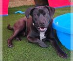 Small #24 Labrador Retriever Mix
