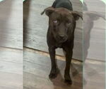 Small #5 Labrador Retriever Mix