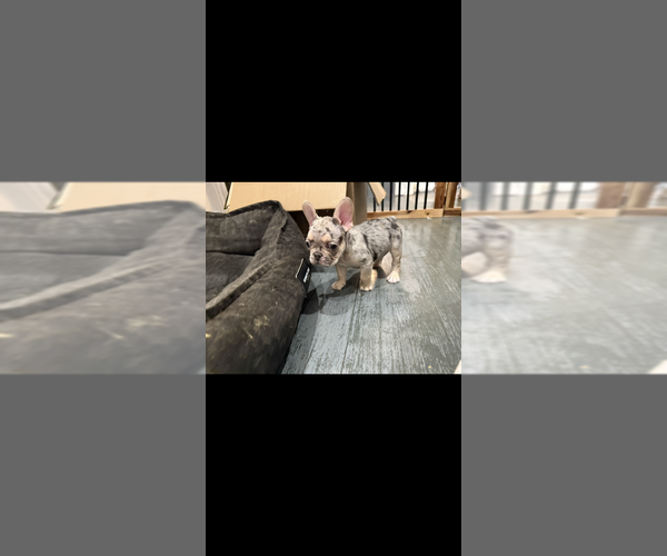 Medium Photo #7 French Bulldog Puppy For Sale in MONTEREY PARK, CA, USA