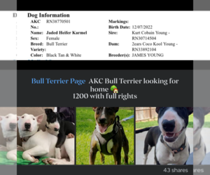 Bull Terrier Puppy for sale in ALMA, AR, USA