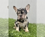 Small Photo #21 French Bulldog Puppy For Sale in PACIFIC PALISADES, CA, USA